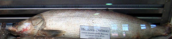 Фото Нельма, рыба свежемороженая Якутск