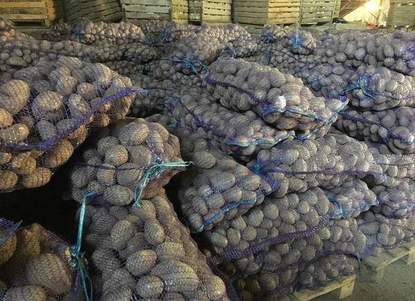 Фото Оптовая продажа картофеля из регионов от 8 р/кг