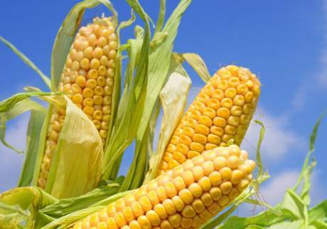 Фото Семена гибридов кукурузы П7709,П8400,ПР37Н01,ПР39Д81 Pioneer
