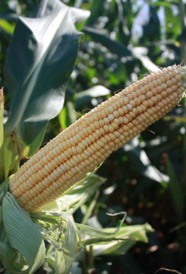 Фото Семена кукурузы Краснодарский 452 АМВ (ФАО 450)