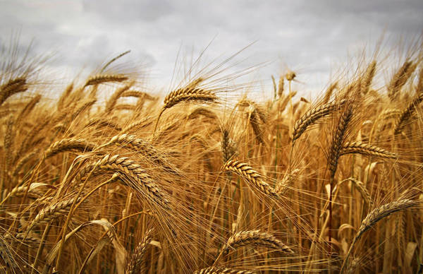 Фото Пшеница продовольственная мукомольная