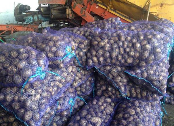 Фото Продам картофель Гала от 20 тонн в Кемерово