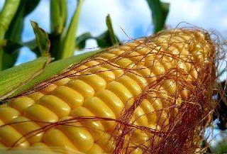 Фото Зародыш кукурузный