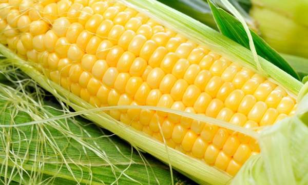 Фото Гибрид кукурузы Monsanto ДКС 4014(ФАО340