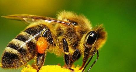 Фото Пчёлы-Пчелопакеты