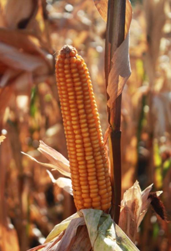 Фото Семена кукурузы РОСС 130 (ФАО 130)