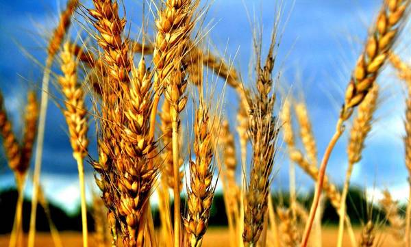 Фото Продаем семена яровых зерновых культур: пшеница, ячмень, ове