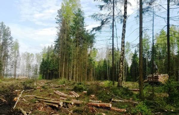 Фото Вырубка деревьев в СПб и ЛО
