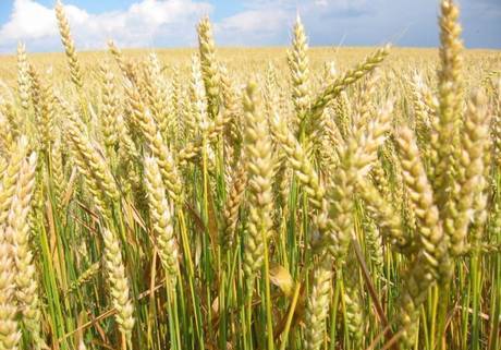 Фото Семена яровой пшеницы мягкой.