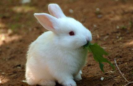 Фото Комбикорм для кролика на откорме с содержанием травяной муки
