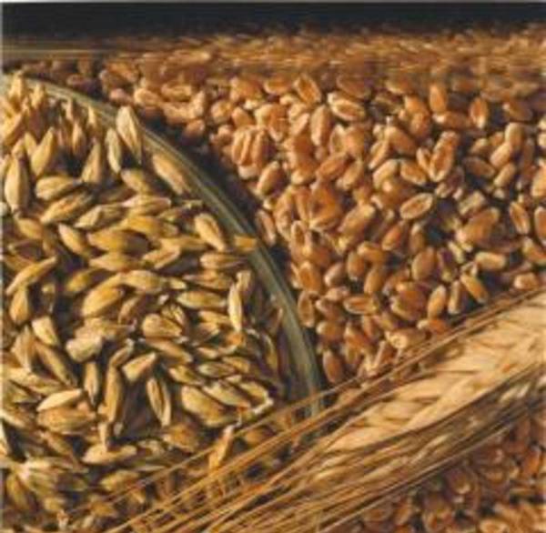 Фото Семена яровой пшеницы