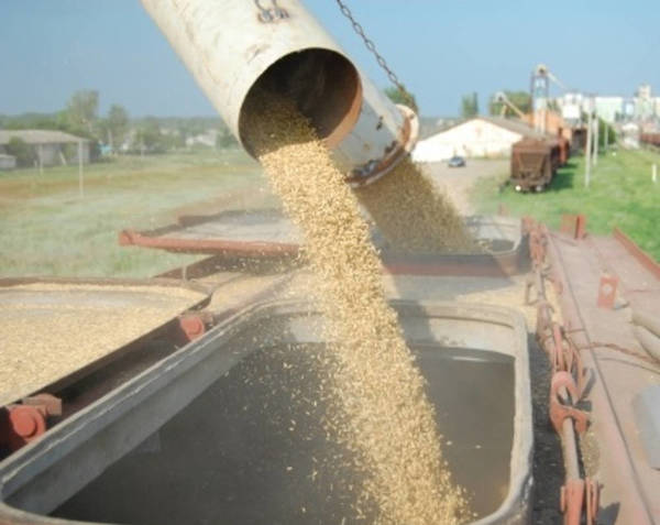 Фото Цены на зерно в Узбекистане