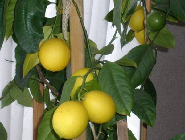 Фото Саженцы лимона