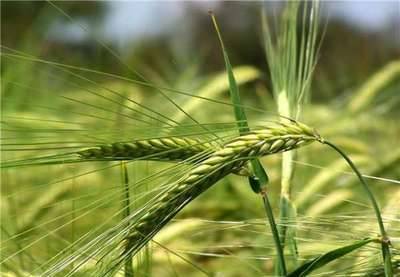 Фото Семена трав и зерновых культур