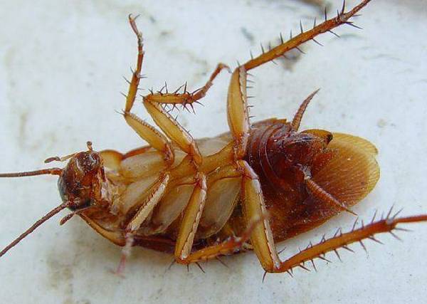 Фото Уничтожение тараканов (с гарантией).