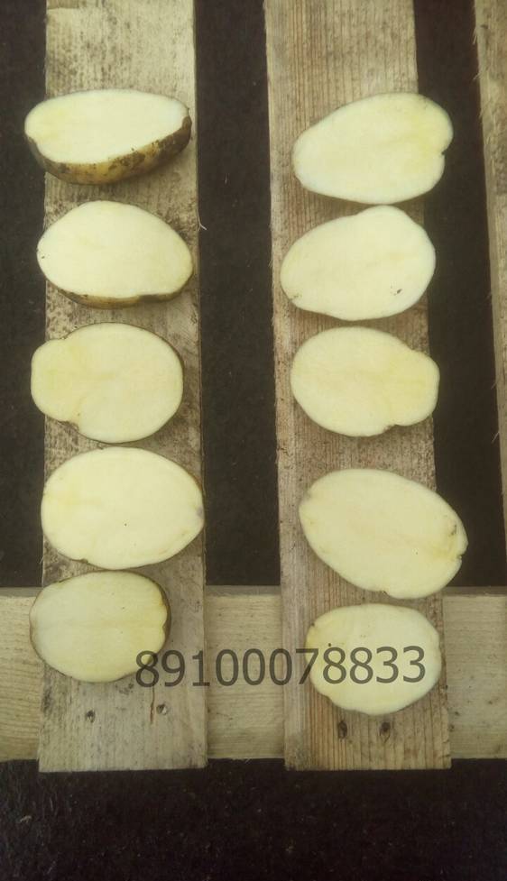 Фото Качественный картофель ЯНКА от производителя