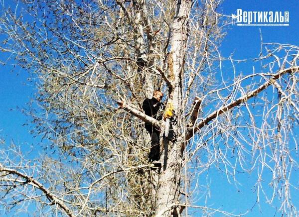 Фото Спил, обрезка и удаление деревьев Челны, Елабуга, Нижнекамск