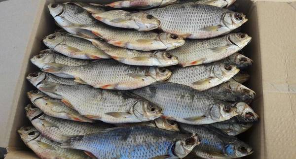 Фото Вяленая рыба:Красноперка,Лещ,ЩукаВобла