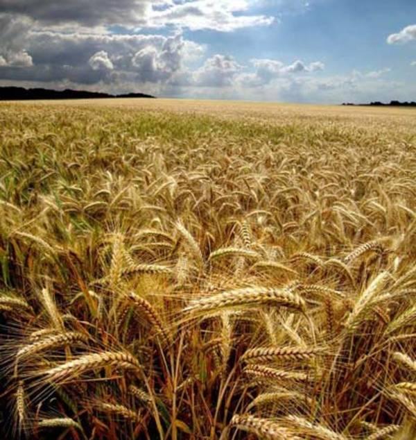 Фото Семена яровой пшеницы