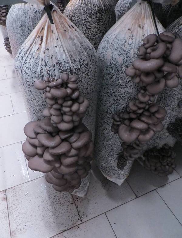 Фото Продаются свежие грибы - вешенки. Опт. Розн. Большой объем
