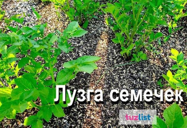 Фото Лузга (шелуха) семечек как мульча, удобрение