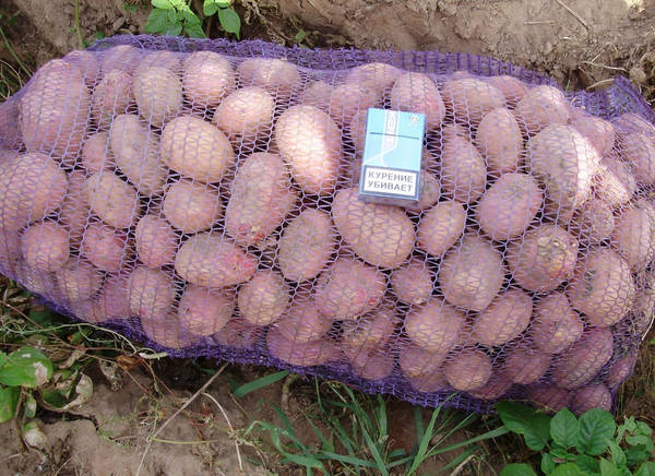Фото Продажа картофеля Белых и Красных сортов Оптом от КФХ