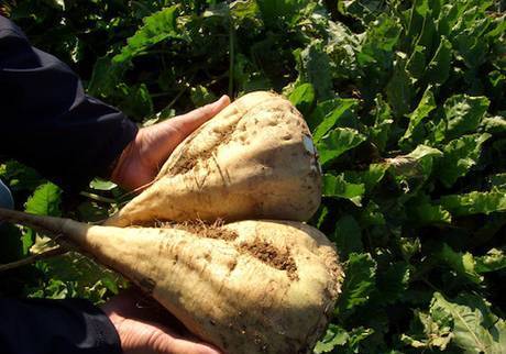 Фото Гибриды семян сахарной свеклы Калигула, Промета, Саппоро