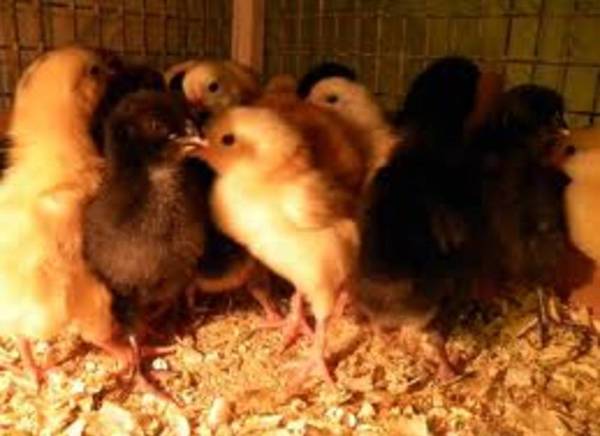 Фото ПК-2 для цыплят, утят и гусят от 1-7 недель