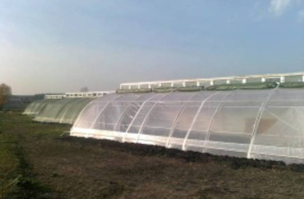 Фото Теплица фермерская промышленная солнечный Вегетарий