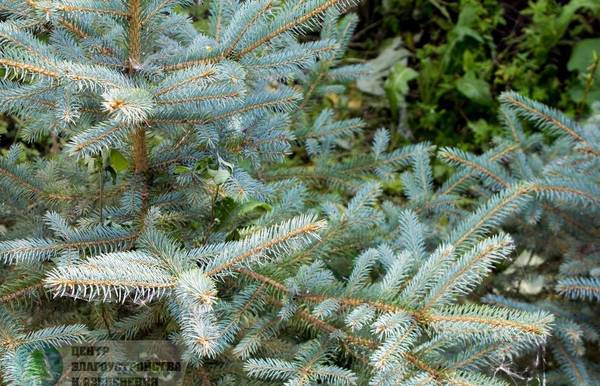 Фото Голубая ель 1-1,5 м. (Picea pungens Glauca Misty Blue)