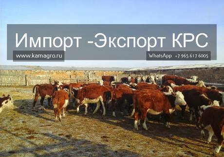 Фото Продажа коров, Бычков, Телят, нетелей и телок породы герефод