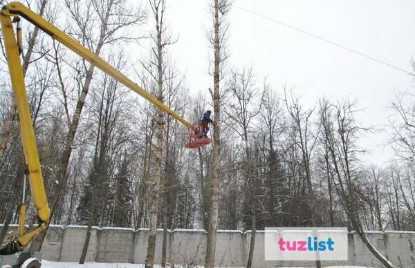 Фото Спил аварийных деревьев