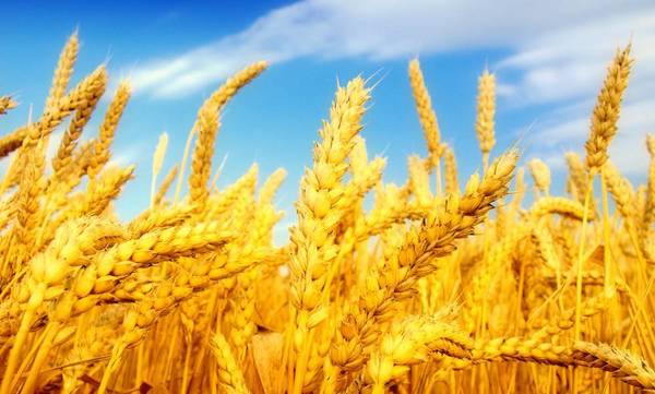 Фото Семена пшеницы яровой