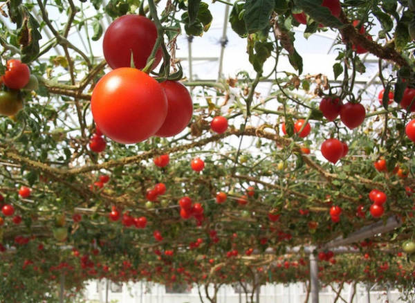 Фото Продам тепличный комплекс по выращиванию помидор и огурцов