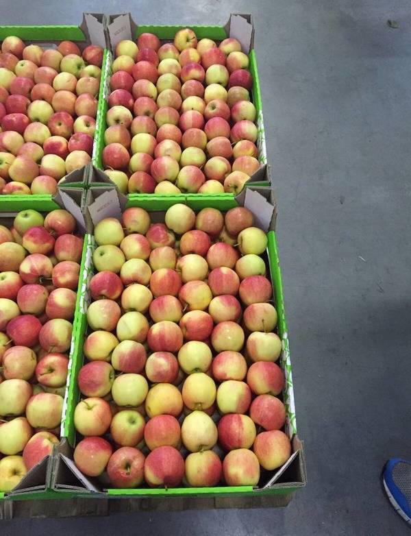 Фото Продам яблоки