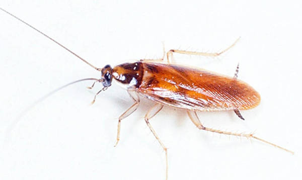 Фото Уничтожение тараканов, средство от тараканов