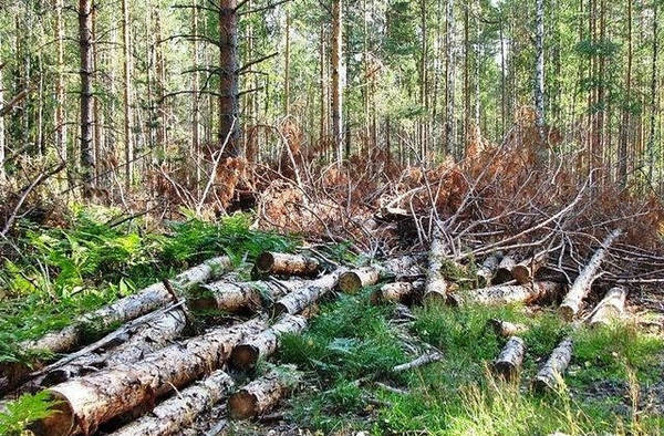 Фото Вырубка лесных насаждений