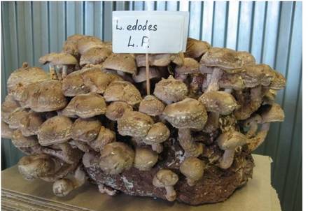 Фото Свежие грибы шиитаки