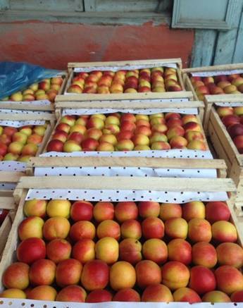 Фото Персики, яблоки, нектарин, слива оптом от производителя!