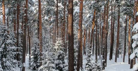 Фото Продам лес на корню темнохвой ель пихта кедр