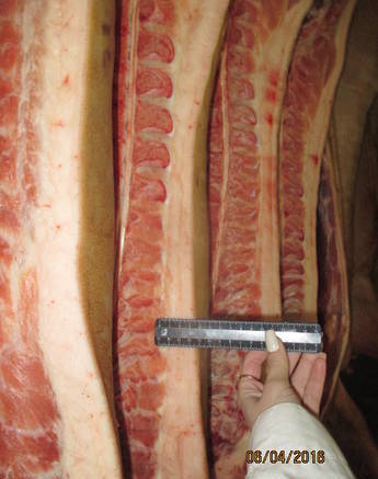 Фото Оптовая реализация мяса свиньи и говядины.