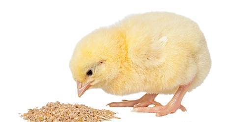 Фото Комбикорм для суточных цыплят от 1 кг, Предстарт 0-10дн.