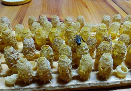 Фото Пчелиное маточное молочко в маточниках Апи-Ай-Дар