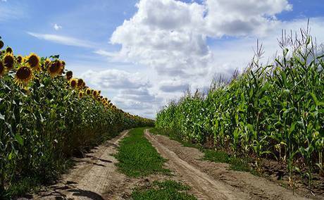 Фото Семена гибридов подсолнечника и кукурузы
