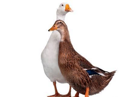 Фото Корм (комбикорм) для гусей и уток купить в Самосырово