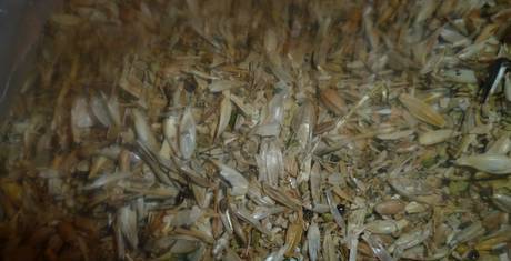 Фото Отходы пшенично-ячменные 30% зерна