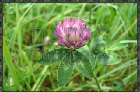 Фото Клевер луговой (Trifolium pratense)