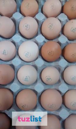 Фото Инкубационные яйца (маркированные) птица курица утка индюк