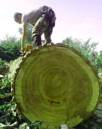 Фото Спилить дерево любой сложности в Краснодаре и по краю