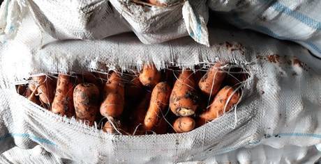 Фото Морковь продовольственная от производителя